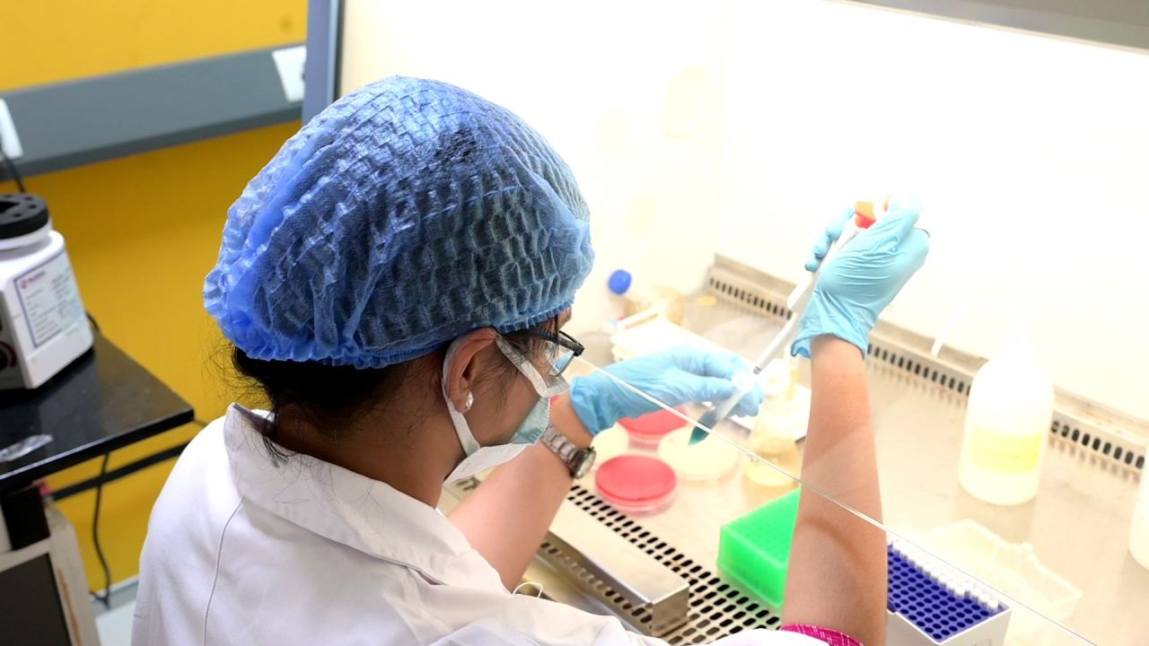 Pipetting culture samples inside a biosafety cabinet